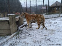 /album/fotogalerie-zoo-dvorec-u-borovan-park-exotickych-zvirat/dvorec-u-borovan-zoo13-jpg/